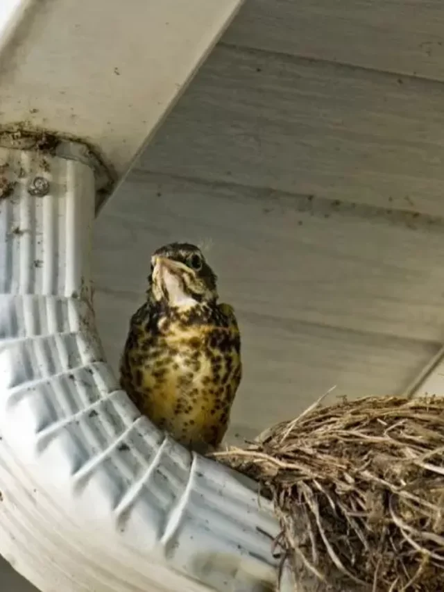 How To Get Rids Of Birds Nesting On The Roof?