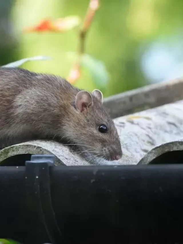 What Are Roof Rats In Florida?