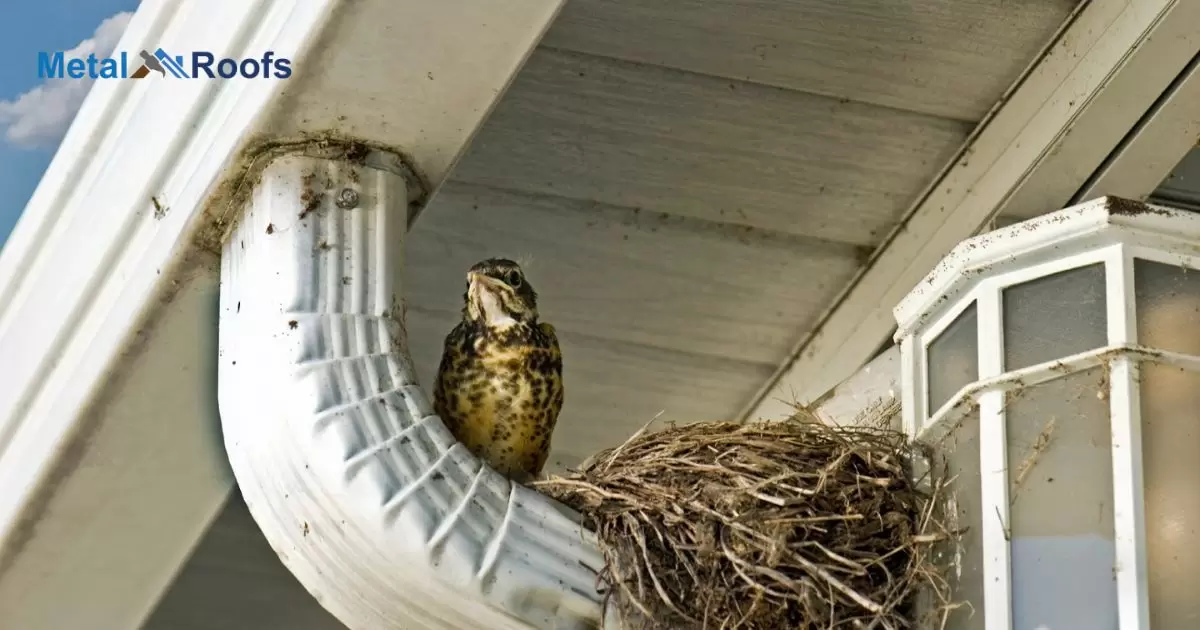 How To Get Rids Of Birds Nesting On The Roof?