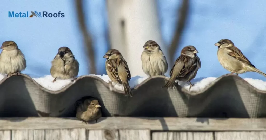 What Attracts Birds to Your Roof?