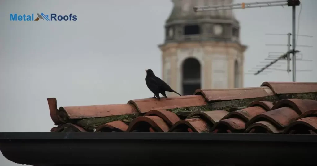 What Sort of Damage Can Birds Do to a Roof?