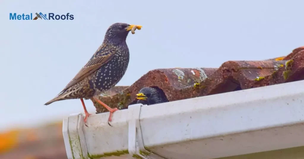 Why Stop Birds Nesting Under Roof Tiles?